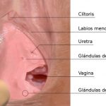 Anatomia del aparato reproductor femenino