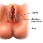 Anatomía del aparato reproductor femenino