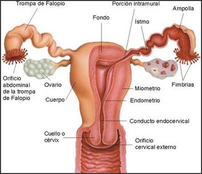 Anatomía genital interna