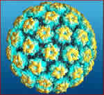 Cápside viral del VPH