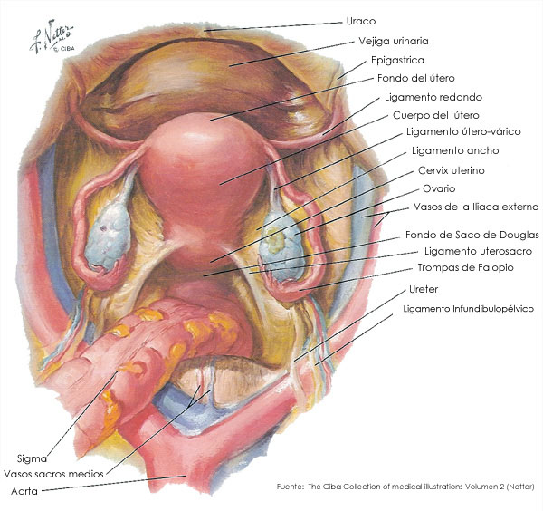 Anatomía del aparato reproductor femenino