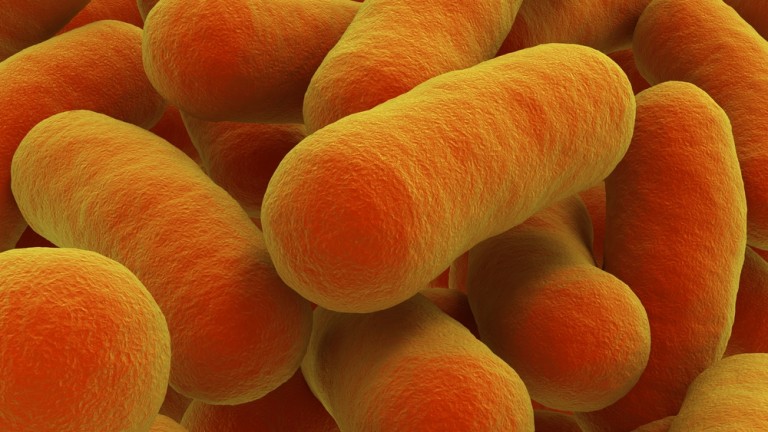 Escherichia coli, principal causante de infección urinaria
