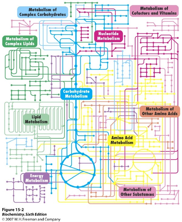 Gasto energético diario: componentes del metabolismo
